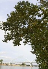 Platanus occidentalis