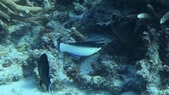 Anampses neoguinaicus