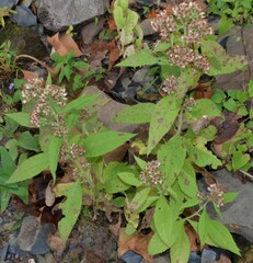 Pluchea camphorata