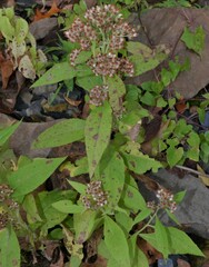 Pluchea camphorata