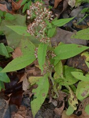 Pluchea camphorata