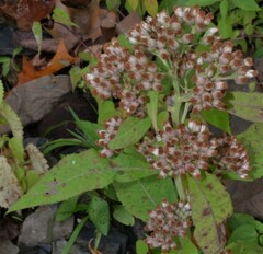 Pluchea camphorata