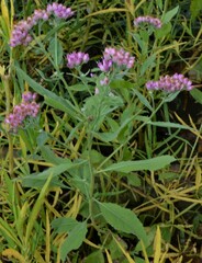 Pluchea odorata