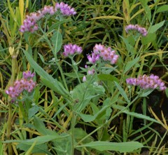 Pluchea odorata