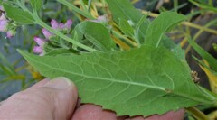 Pluchea odorata