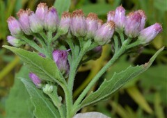 Pluchea odorata