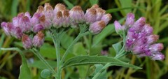 Pluchea odorata