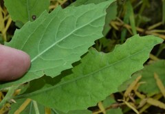 Pluchea odorata