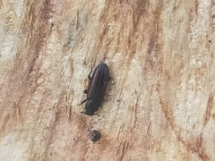 Bothrideridae