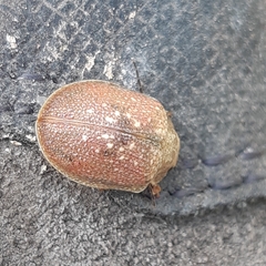 Paropsis