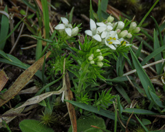 Asperula scoparia