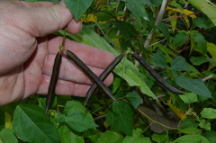 Strophostyles helvola