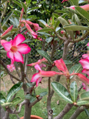 Adenium