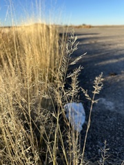 Eragrostis lehmanniana