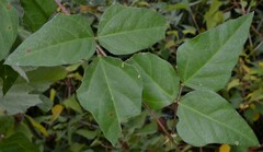 Strophostyles helvola