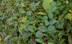 Strophostyles helvola