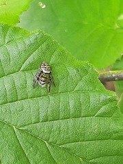 Opisthoncus nigrofemoratus