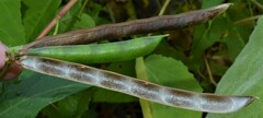 Strophostyles helvola
