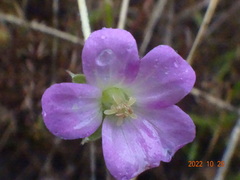 Geranium retrorsum
