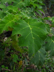 Solanum viarum