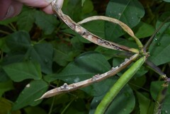Strophostyles helvola