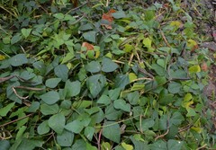 Strophostyles helvola