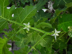 Solanum viarum