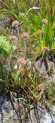 Dilatris pillansii