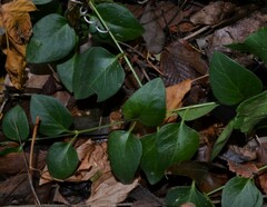 Vinca major