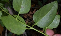 Vinca major