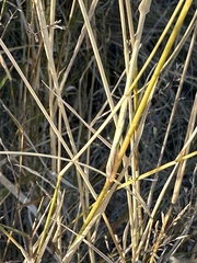 Eragrostis lehmanniana