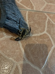 Centruroides fulvipes