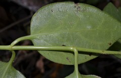 Vinca major