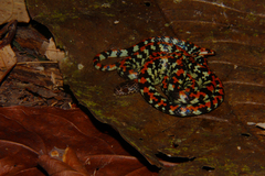 Siphlophis cervinus