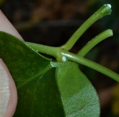 Vinca major