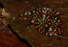 Siphlophis cervinus
