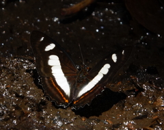 Metamorpha elissa