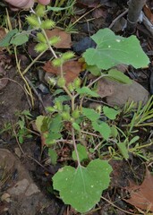 Xanthium orientale