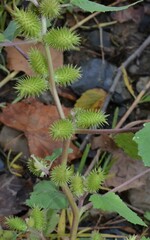 Xanthium orientale