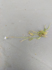 Wahlenbergia gracilis