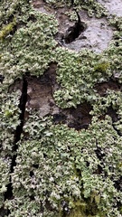 Menegazzia subsimilis