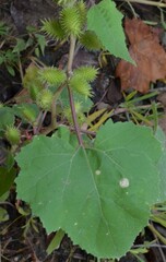 Xanthium orientale