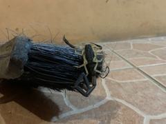 Centruroides fulvipes