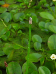 Eleocharis elegans