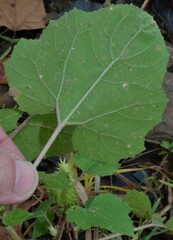 Xanthium orientale