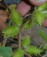 Xanthium orientale
