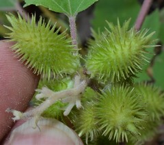 Xanthium orientale