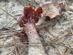 Laccaria trullisata
