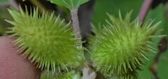 Xanthium orientale