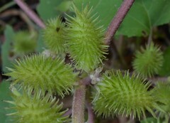 Xanthium orientale